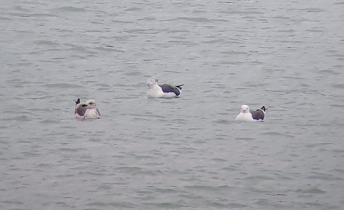 Lesser Black-backed Gull - ML614928744