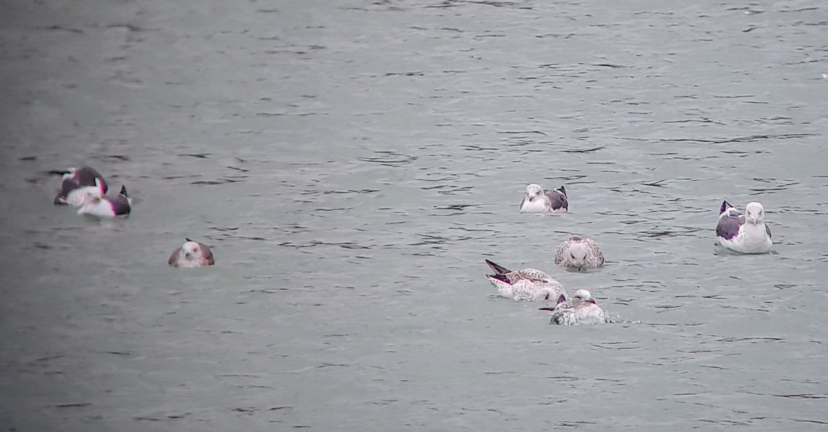 Lesser Black-backed Gull - Mark Jordan