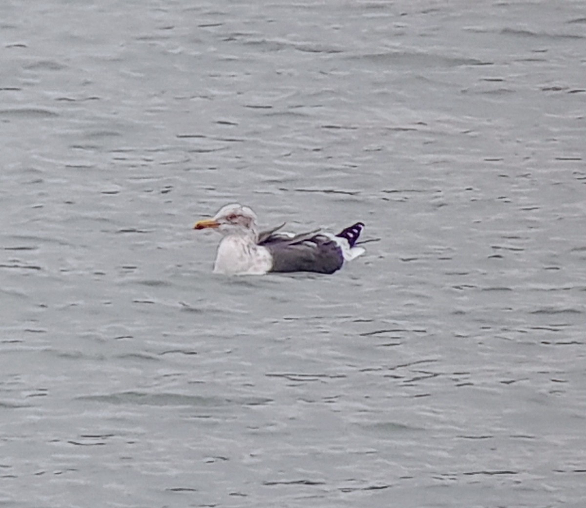 Lesser Black-backed Gull - ML614928749