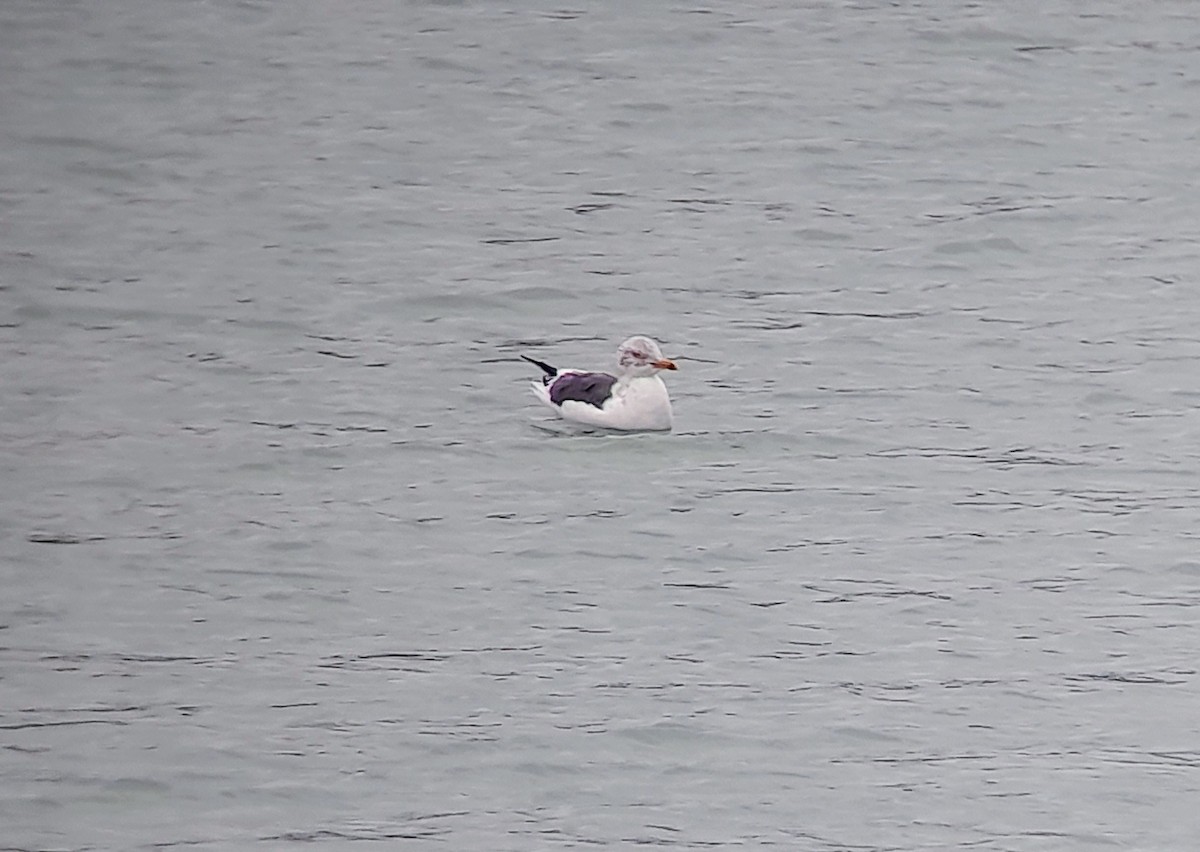 Lesser Black-backed Gull - Mark Jordan