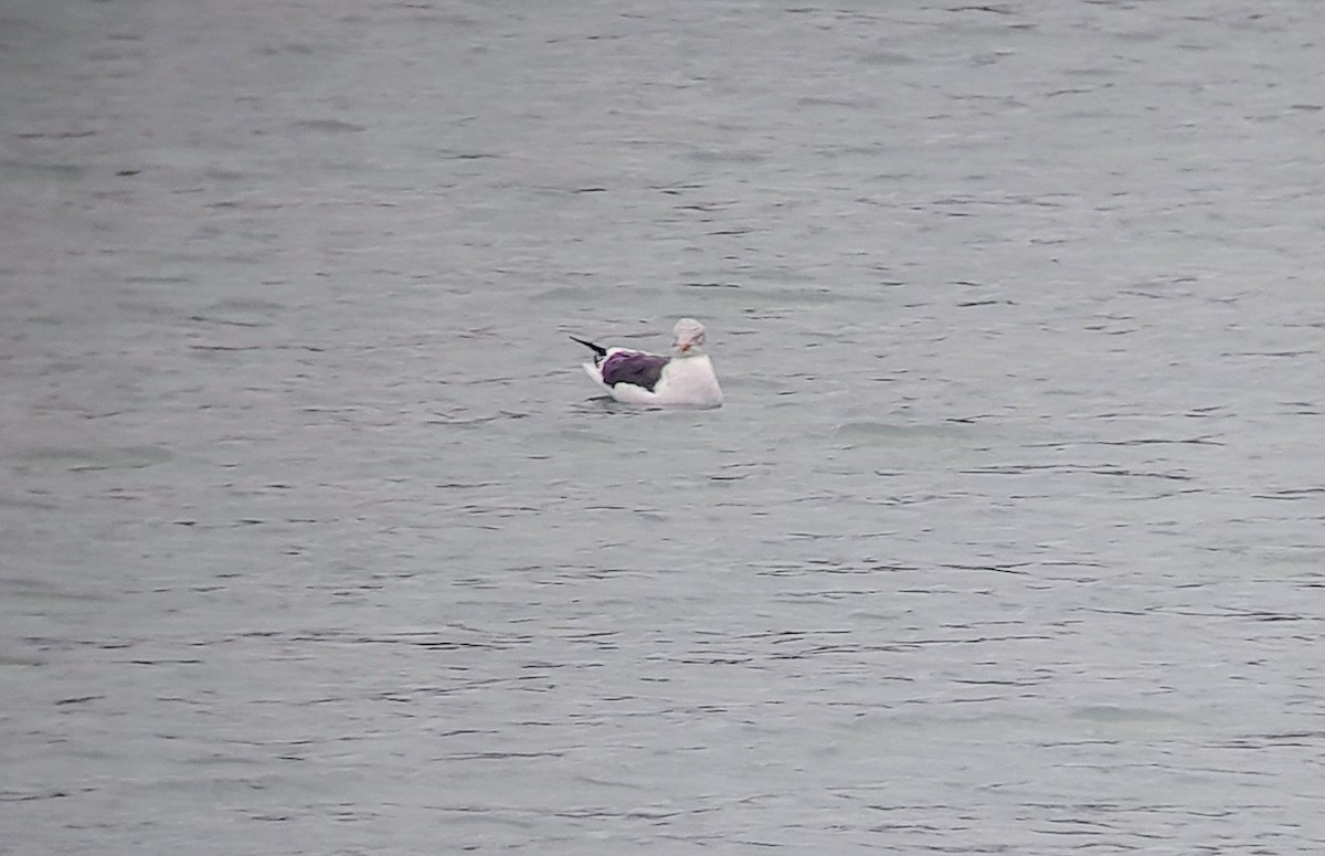 Lesser Black-backed Gull - ML614928753