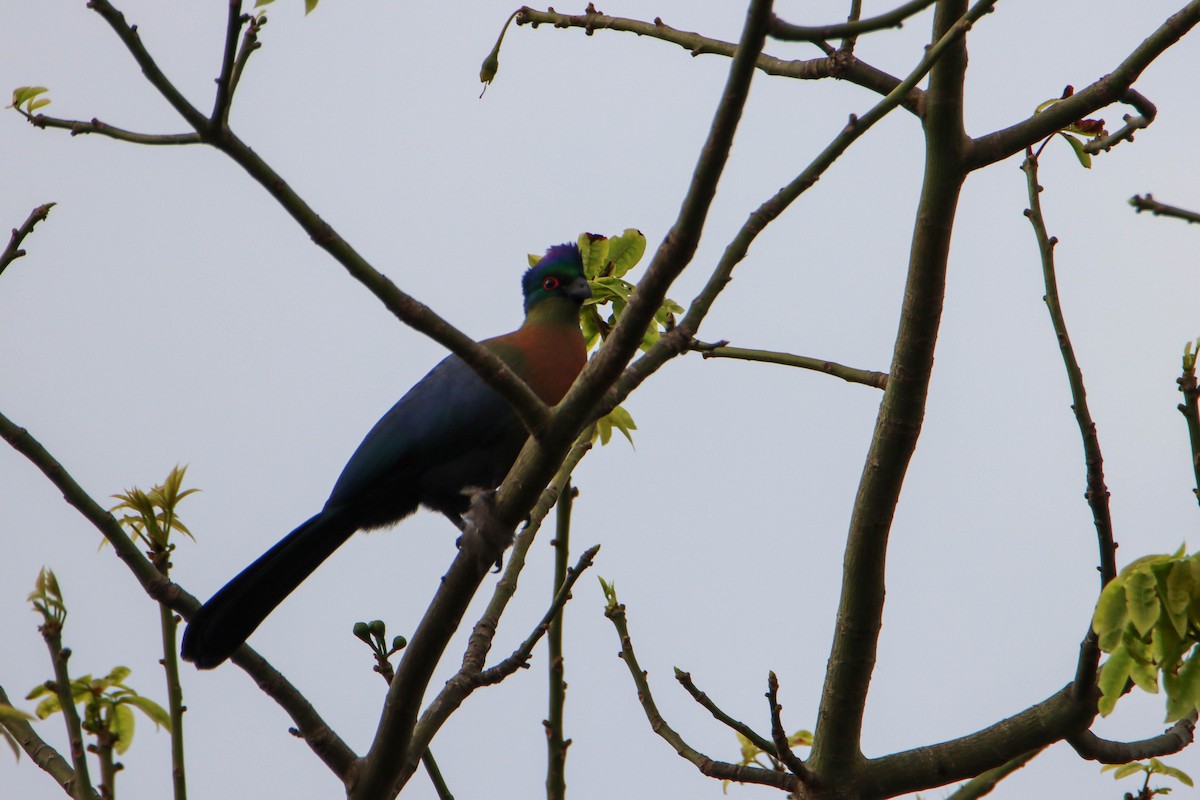 Purple-crested Turaco - ML614928760