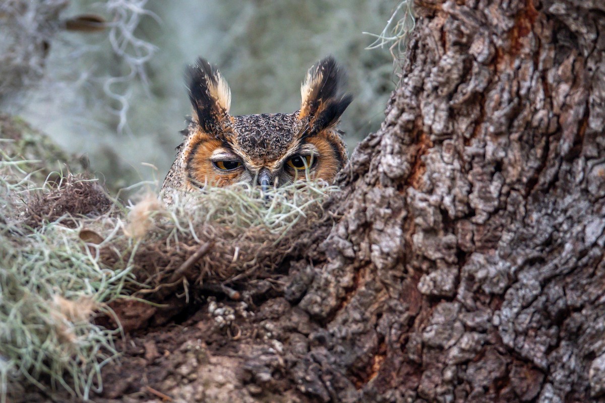 Great Horned Owl - ML614928764