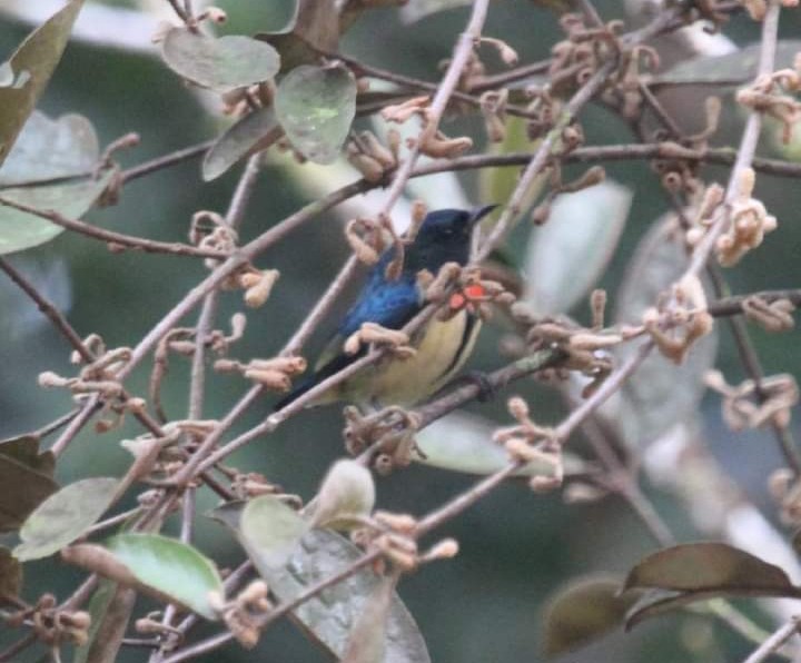 Fire-breasted Flowerpecker - Napatson Bunnueang