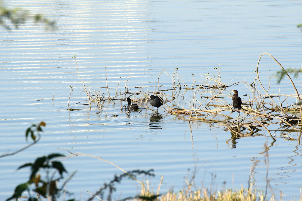 Eurasian Coot - ML614928780