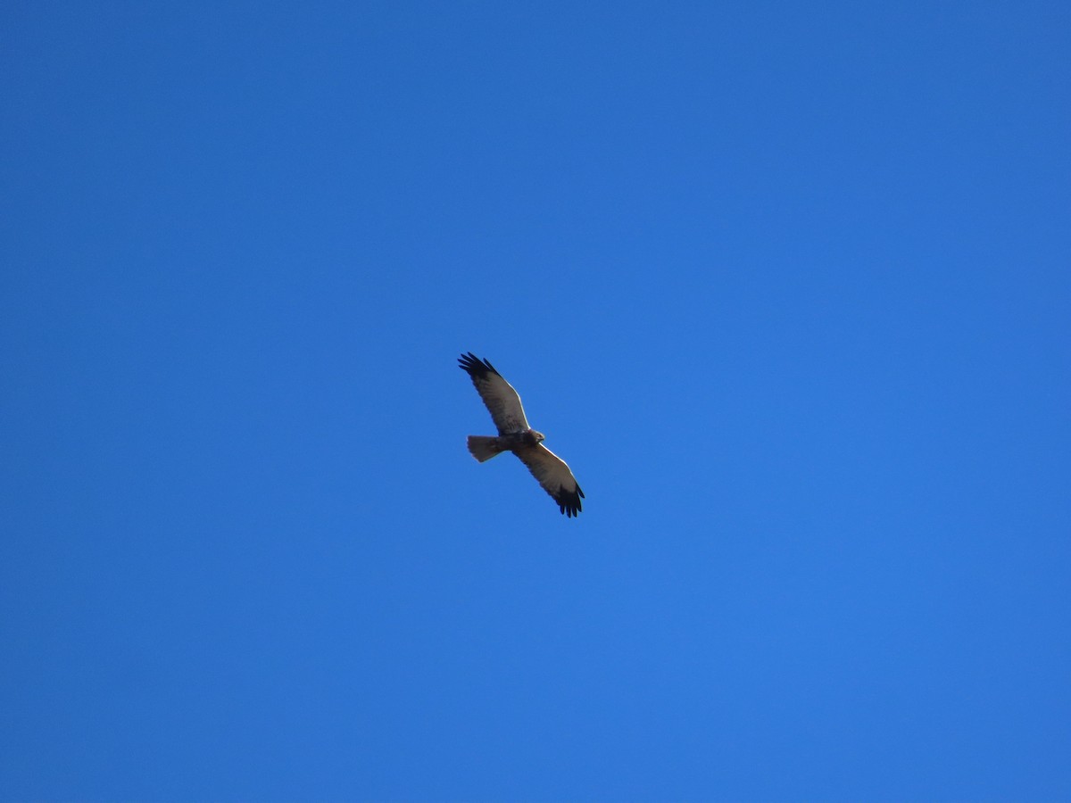 Western Marsh Harrier - João Tomás