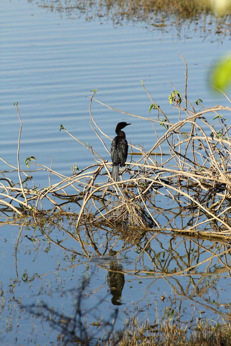 Little Cormorant - ML614928833