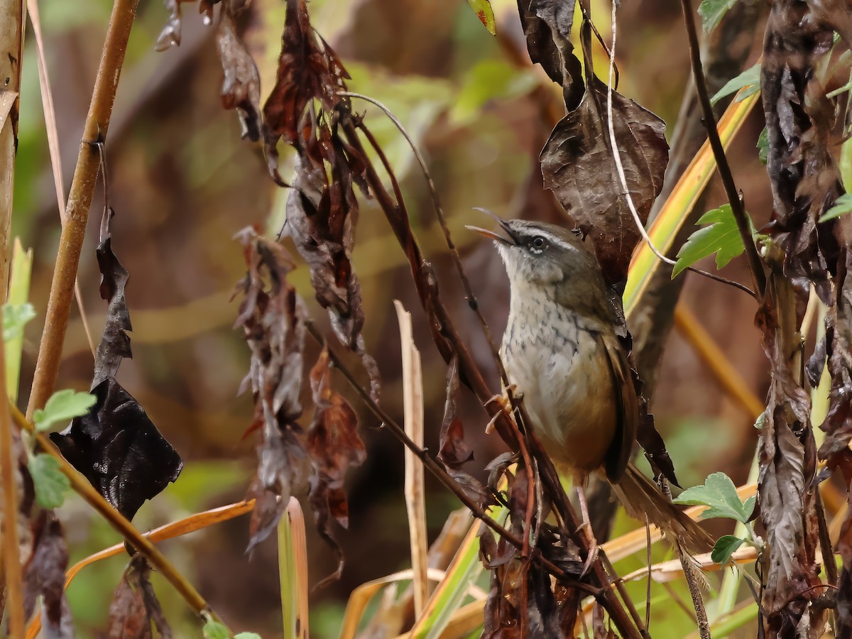 Hill Prinia - ML614928892