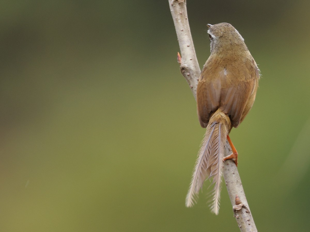 Hill Prinia - ML614928893