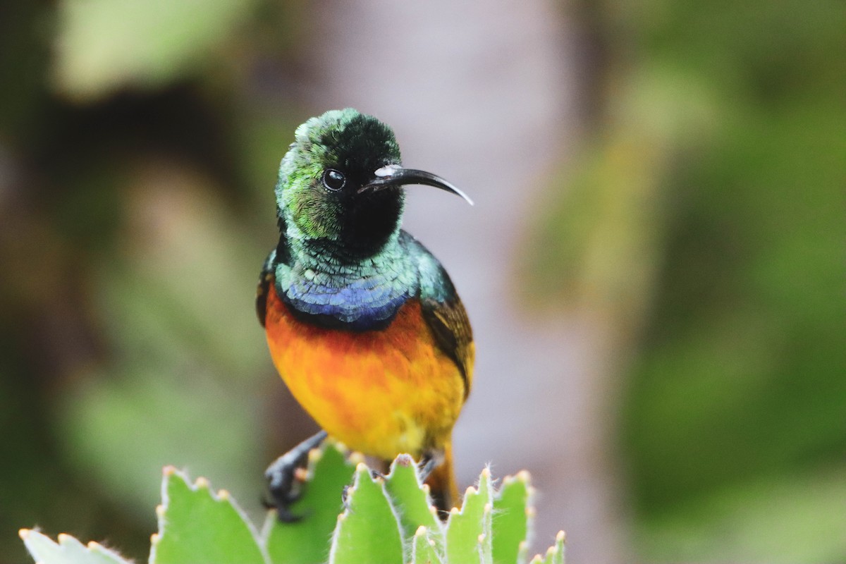 Orange-breasted Sunbird - Sander Vunderink