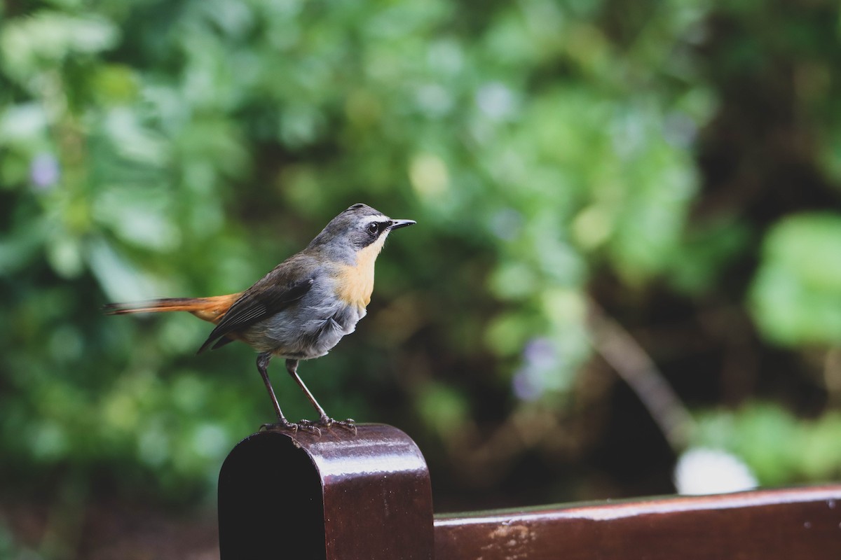 Cape Robin-Chat - ML614928925