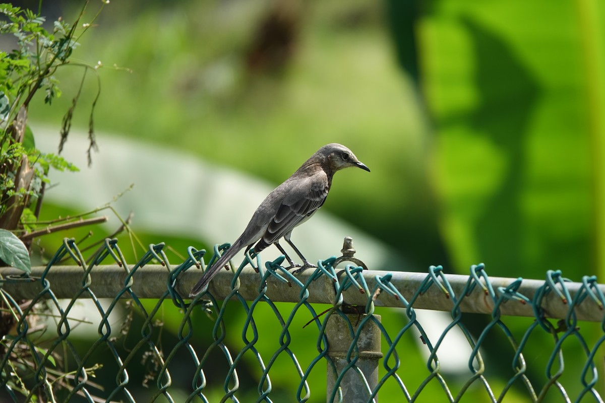 Tropical Mockingbird - Lenn Isidore