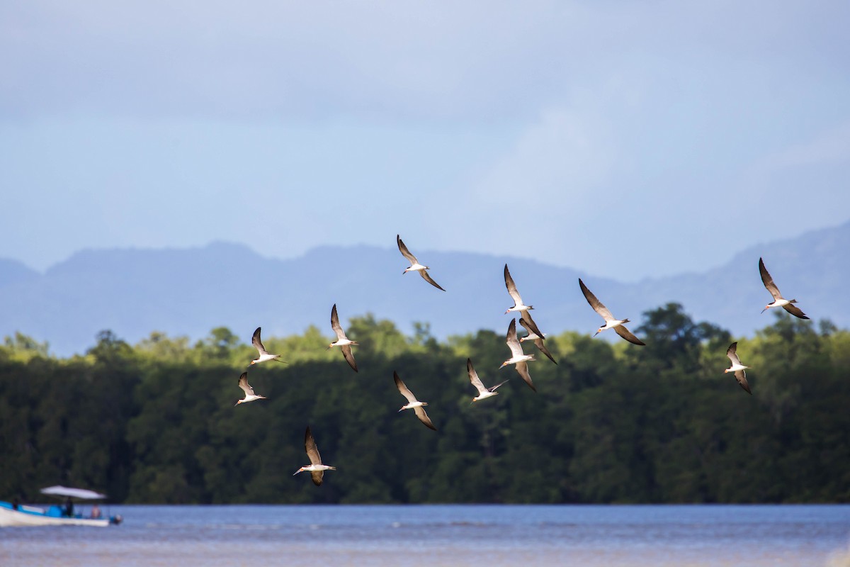 Black Skimmer - ML614928932