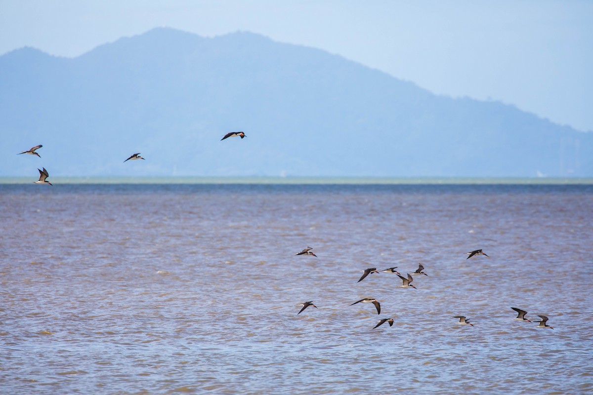 Black Skimmer - Melissa McMasters