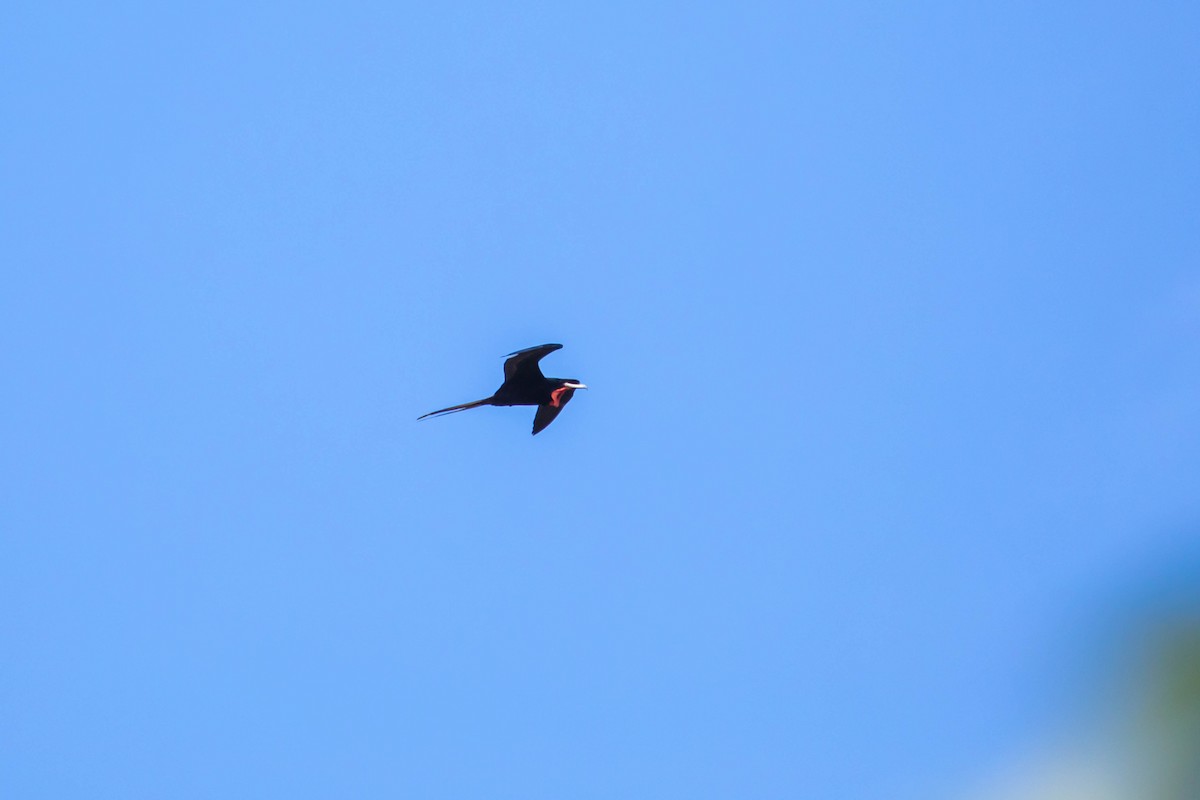 Magnificent Frigatebird - ML614928936