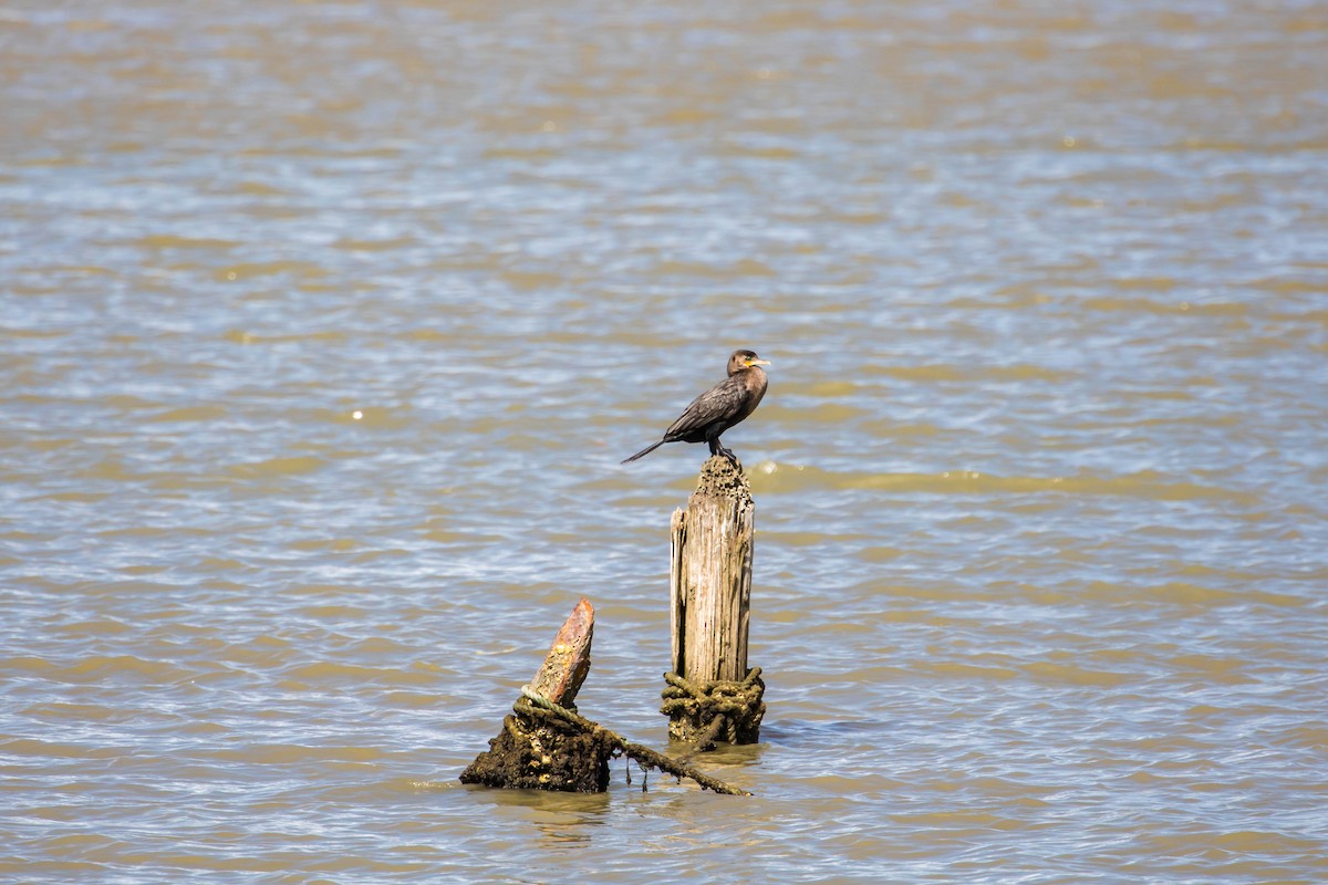 Cormorán Biguá - ML614928939