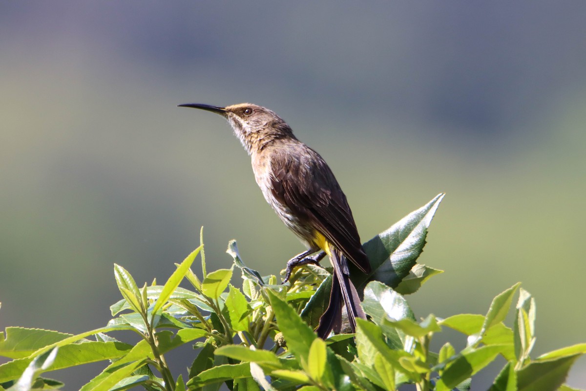 Cape Sugarbird - ML614928941