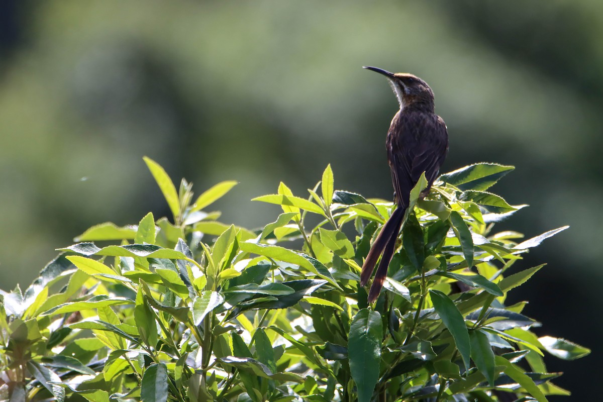 Cape Sugarbird - ML614928955
