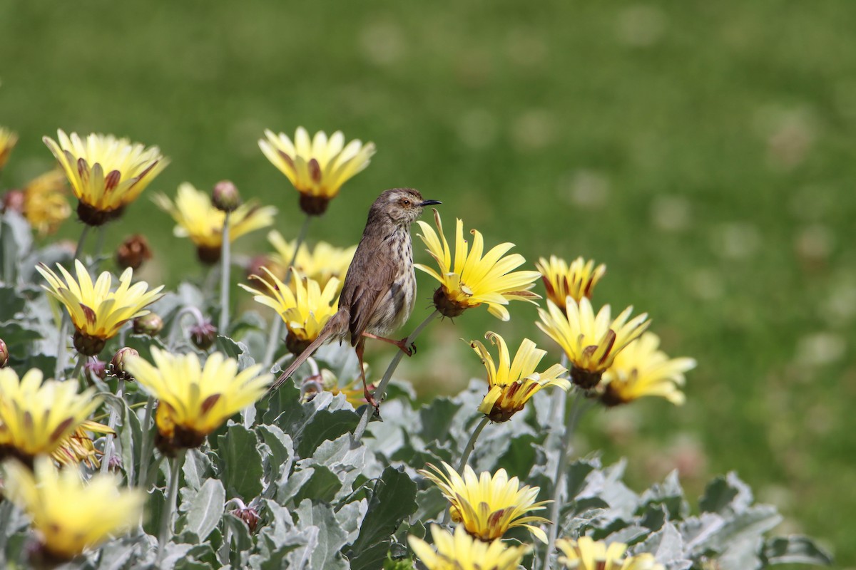 Karoo Prinia - ML614928972