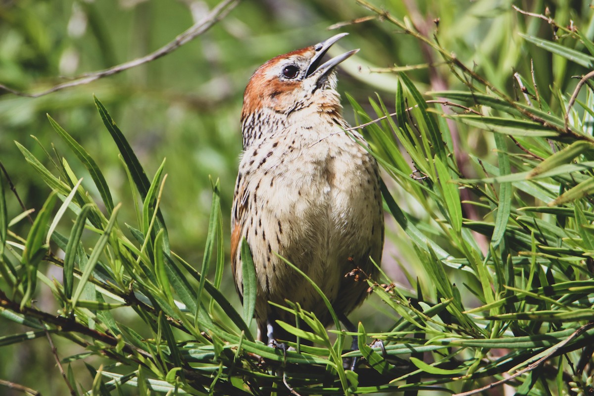 Cape Grassbird - ML614928976