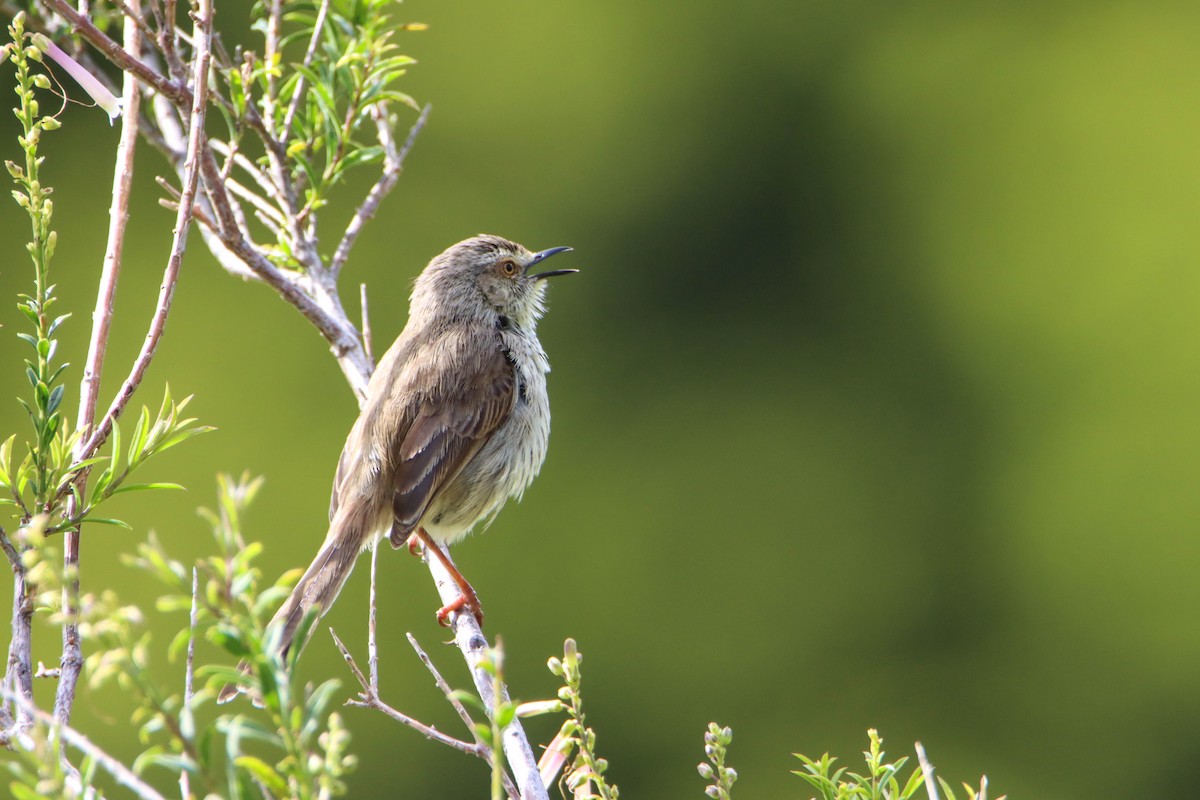Karoo Prinia - ML614928987