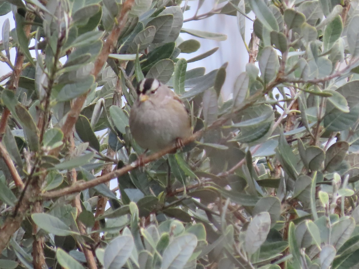 White-crowned Sparrow - ML614928993