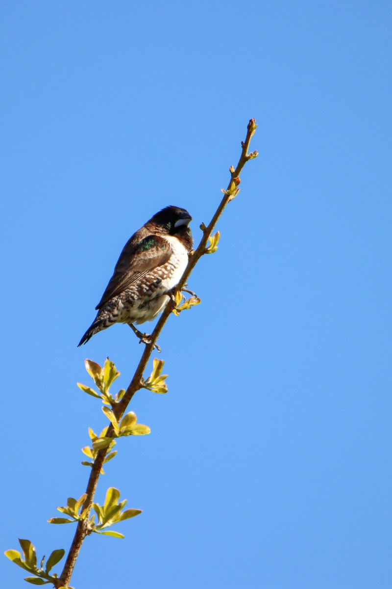 Bronze Mannikin - ML614928994