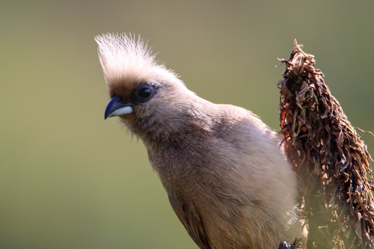 Speckled Mousebird - ML614929006