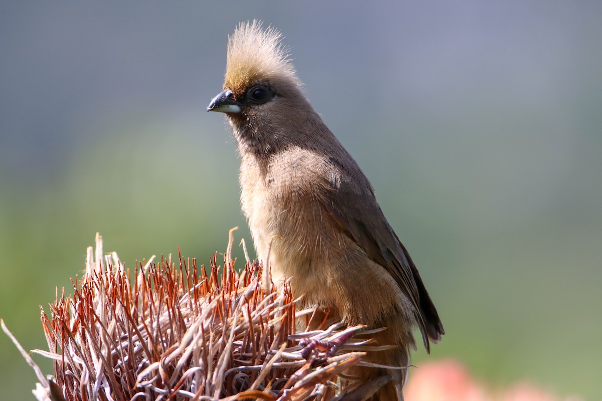 Speckled Mousebird - ML614929008