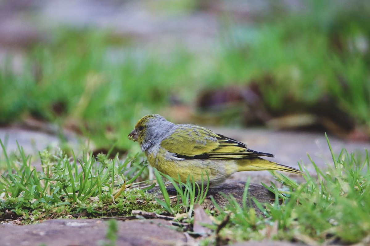 Cape Canary - ML614929033