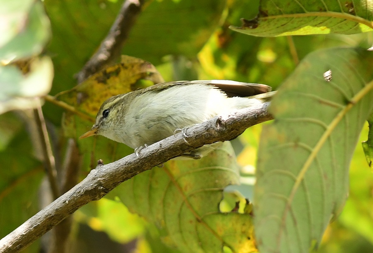 Greenish Warbler - Ajoy Kumar Dawn