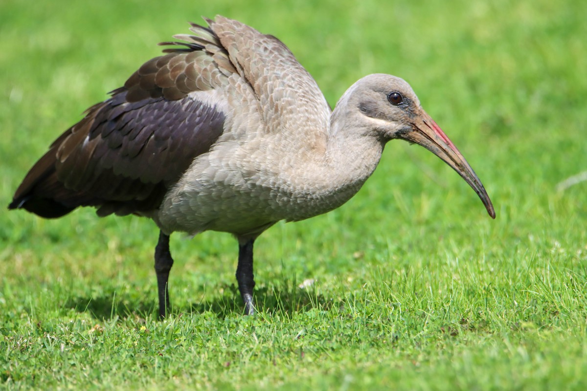 Hadada Ibis - ML614929072