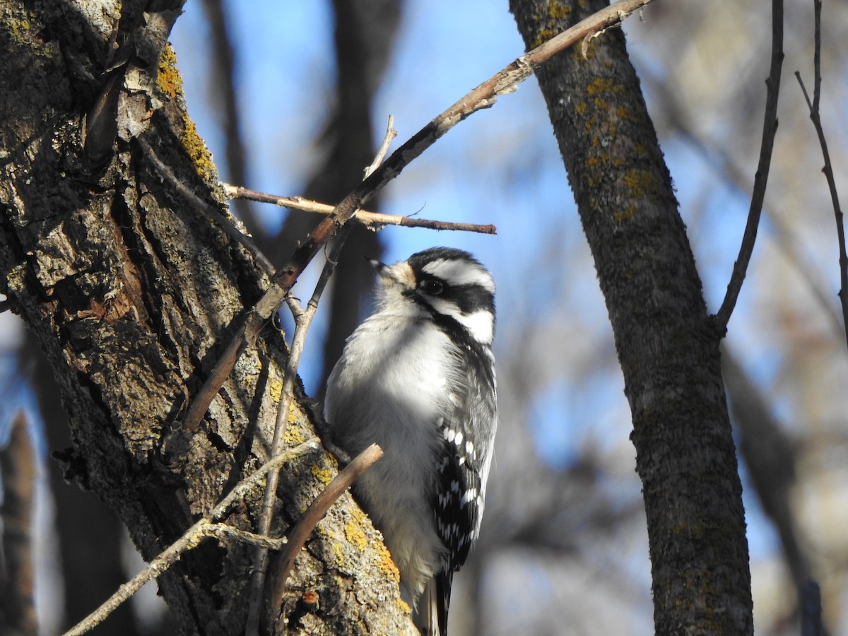 Downy Woodpecker - Dan Stoker