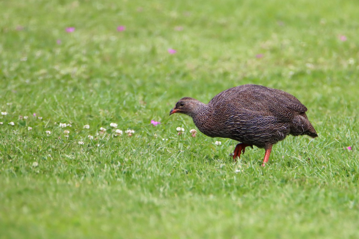 Cape Spurfowl - ML614929105