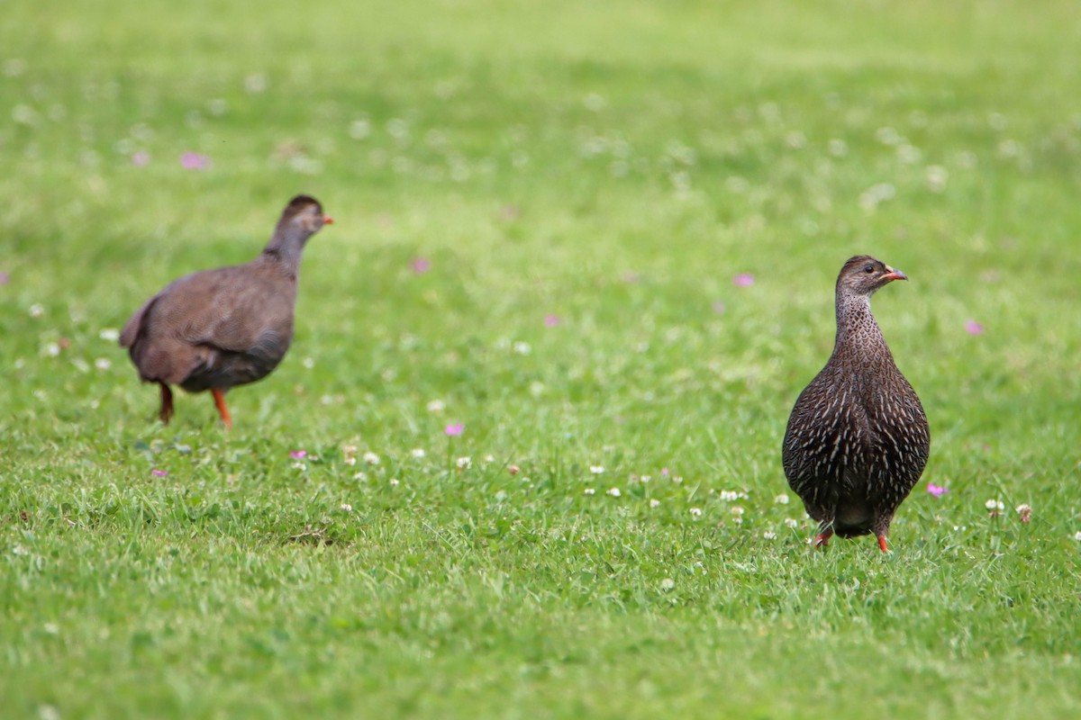Cape Spurfowl - ML614929106