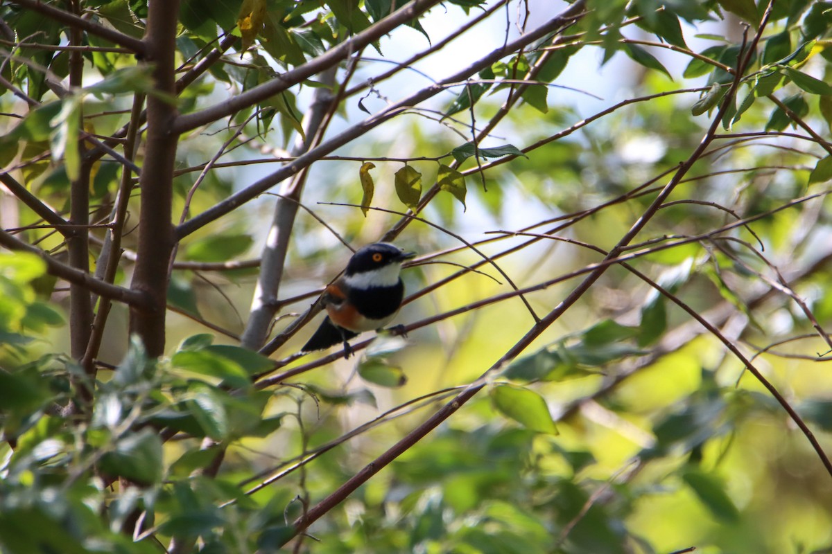 Cape Batis - ML614929109