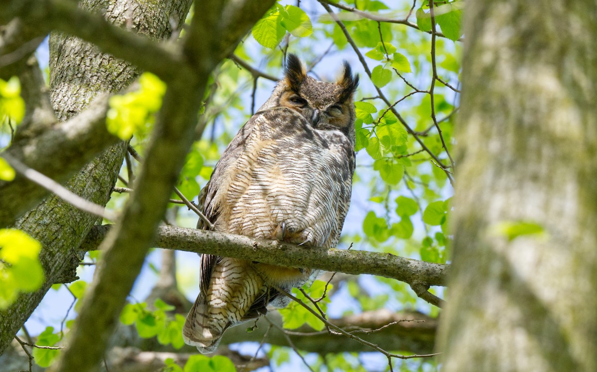 Great Horned Owl - ML614929210