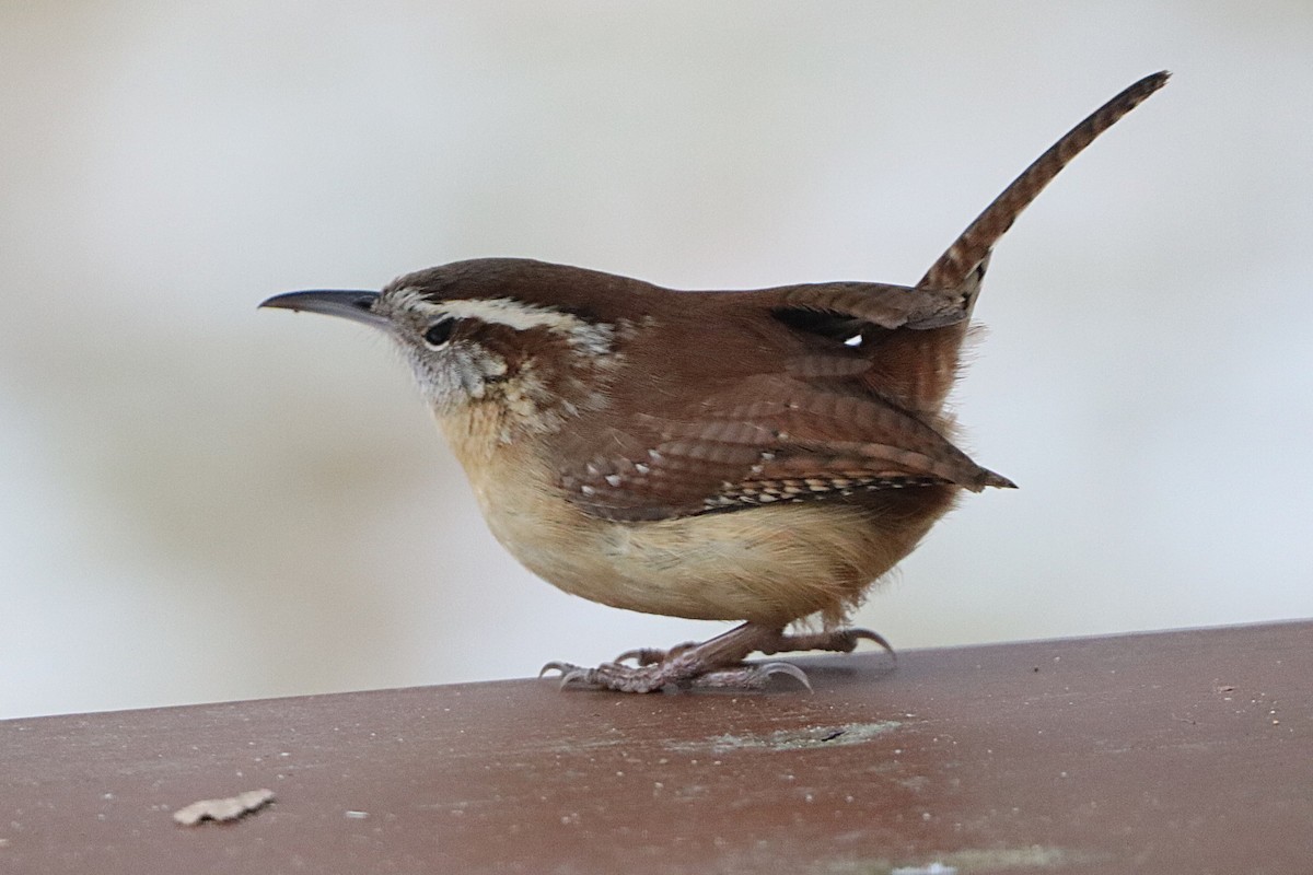 Carolina Wren - ML614929214