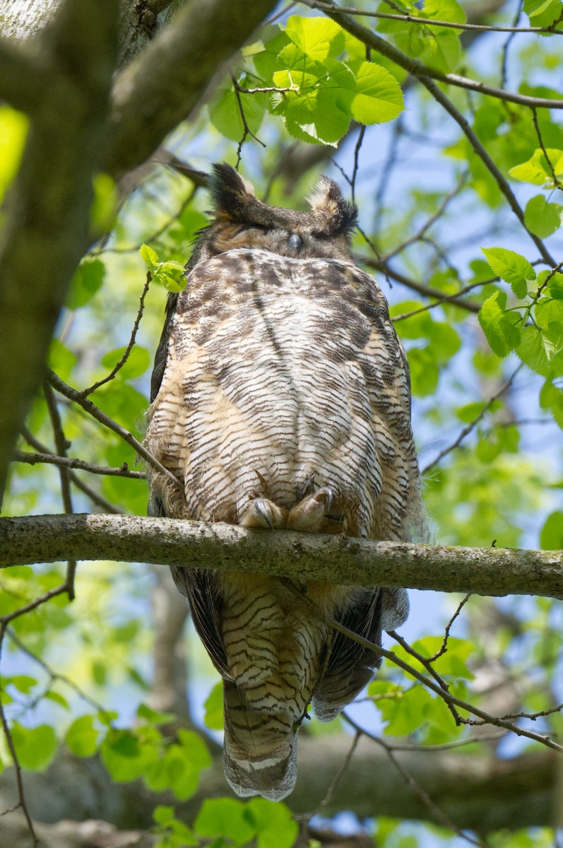 Great Horned Owl - ML614929229