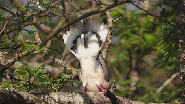 Eared Dove - ML614929231