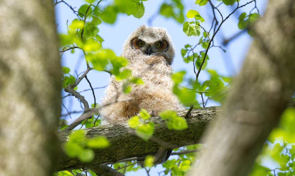 Great Horned Owl - ML614929234