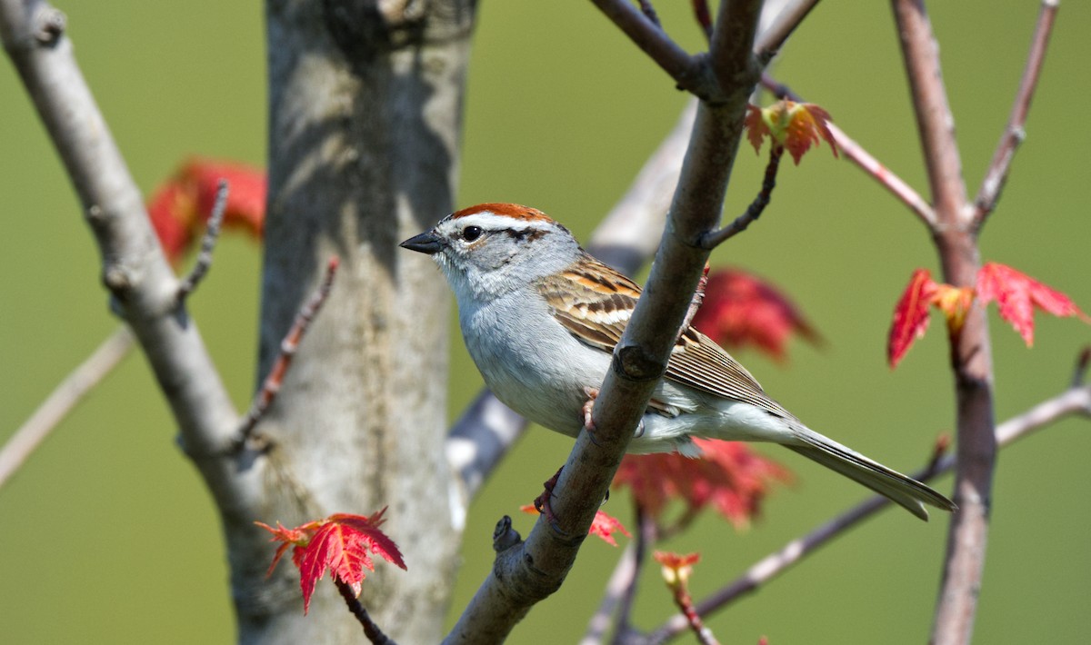 Chipping Sparrow - ML614929237