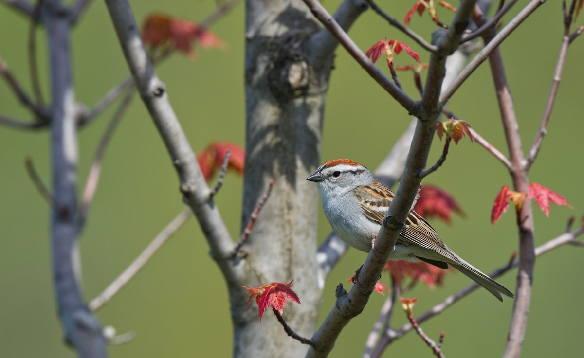 Chipping Sparrow - ML614929242