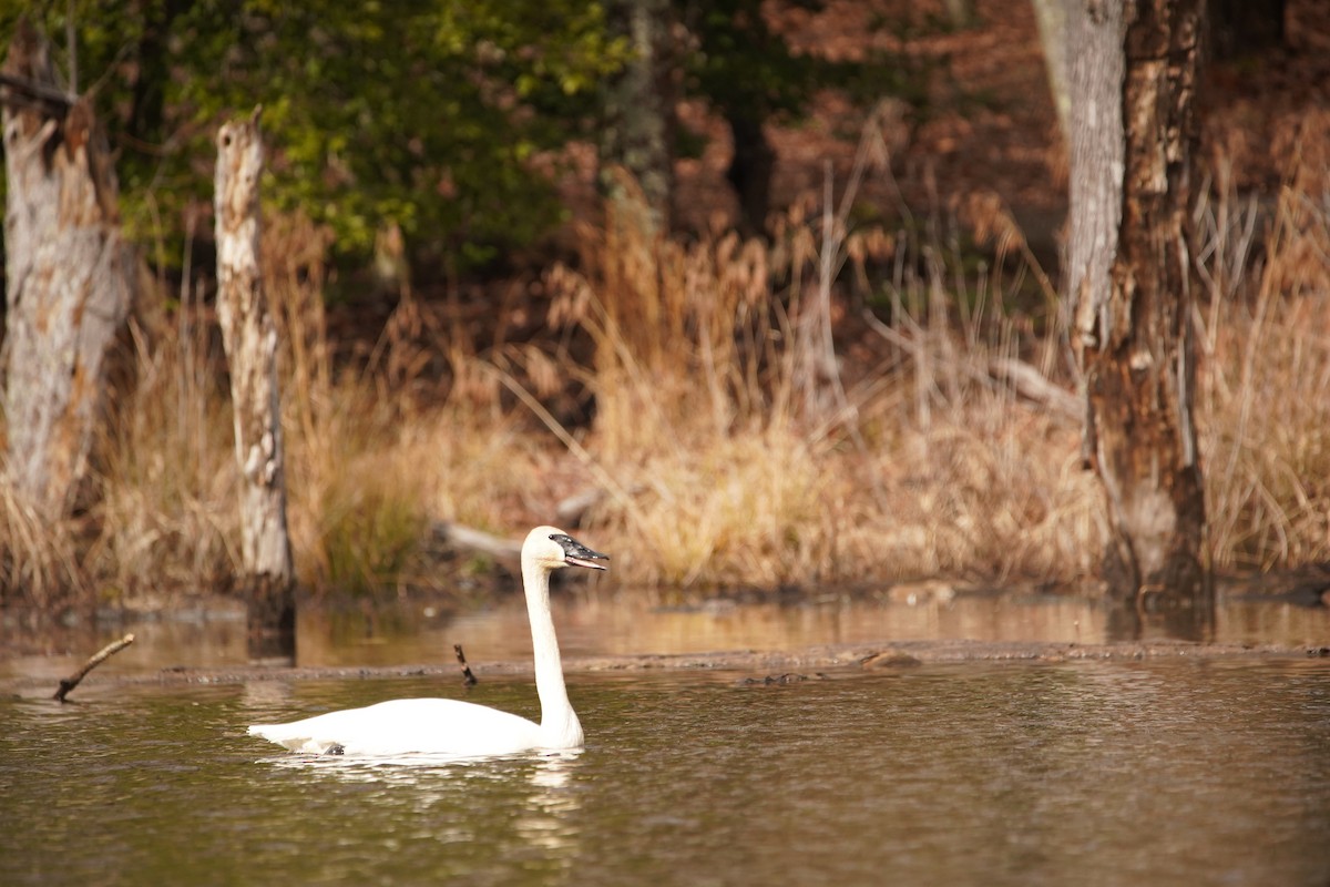 Trumpeter Swan - Nick Huber