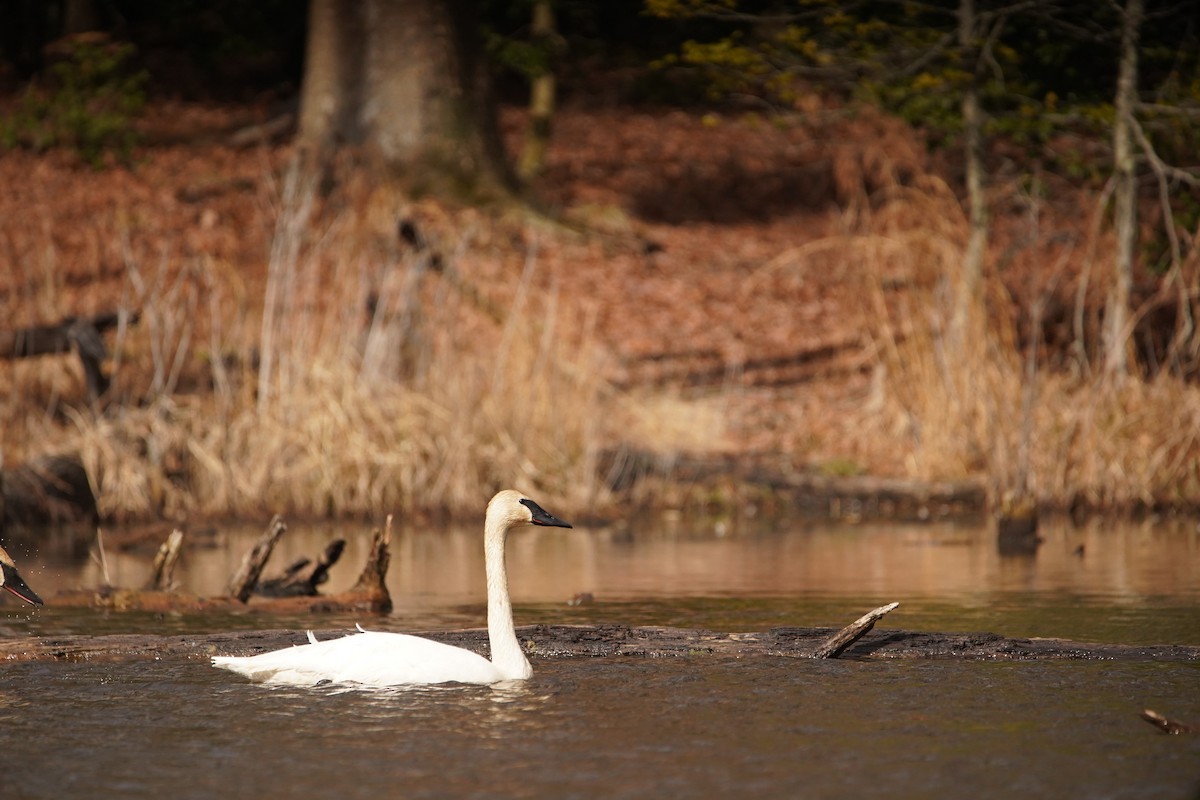 Trumpeter Swan - Nick Huber