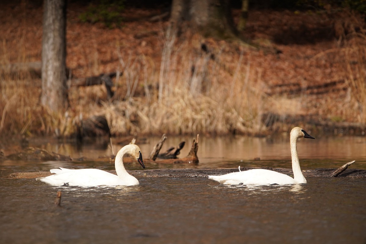 Trumpeter Swan - Nick Huber