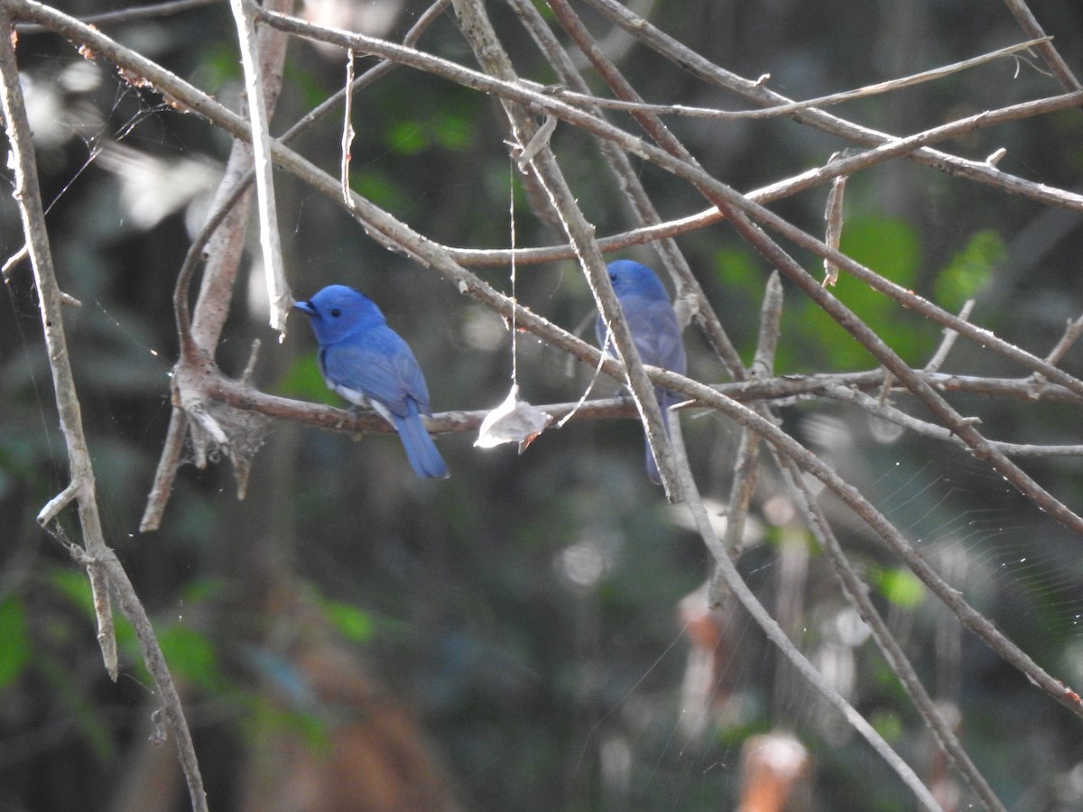 Black-naped Monarch - ML614929281