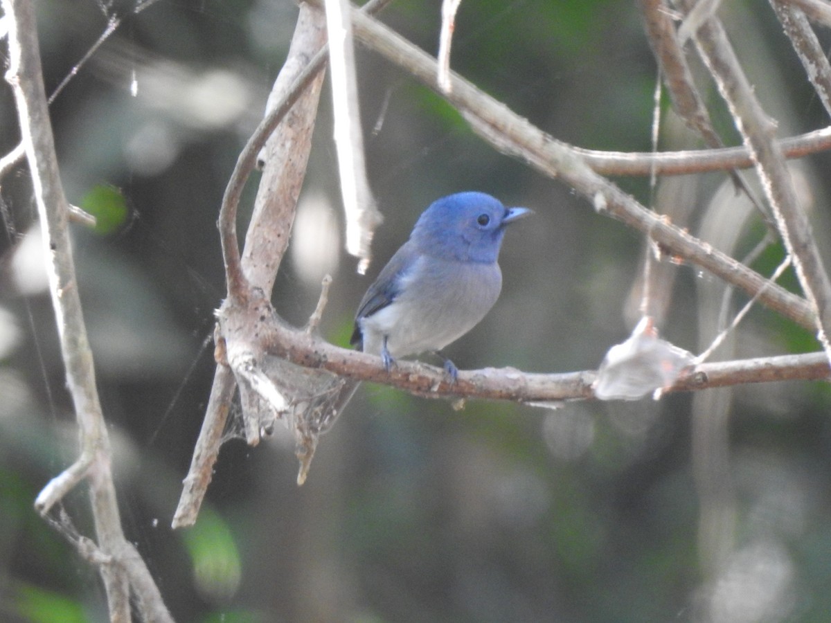 Black-naped Monarch - ML614929283