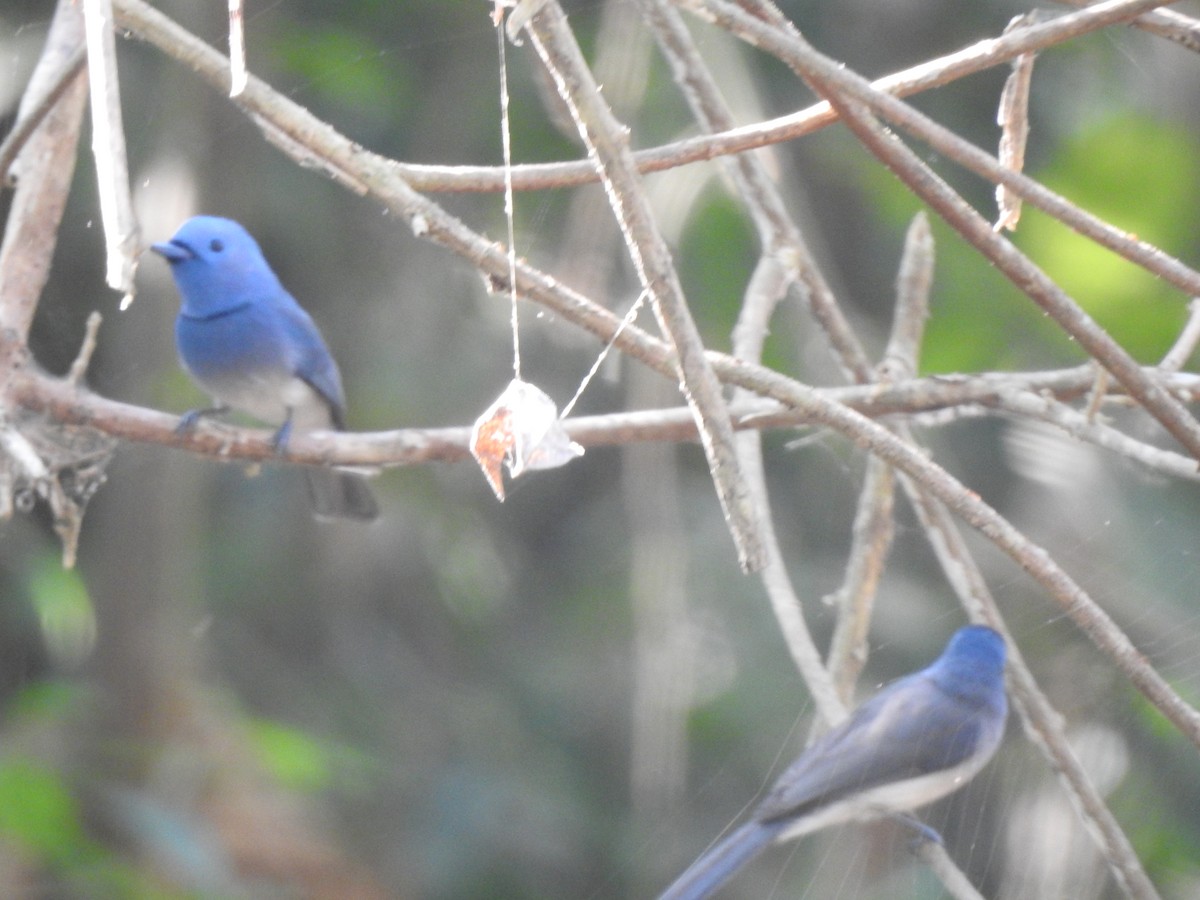 Black-naped Monarch - ML614929284