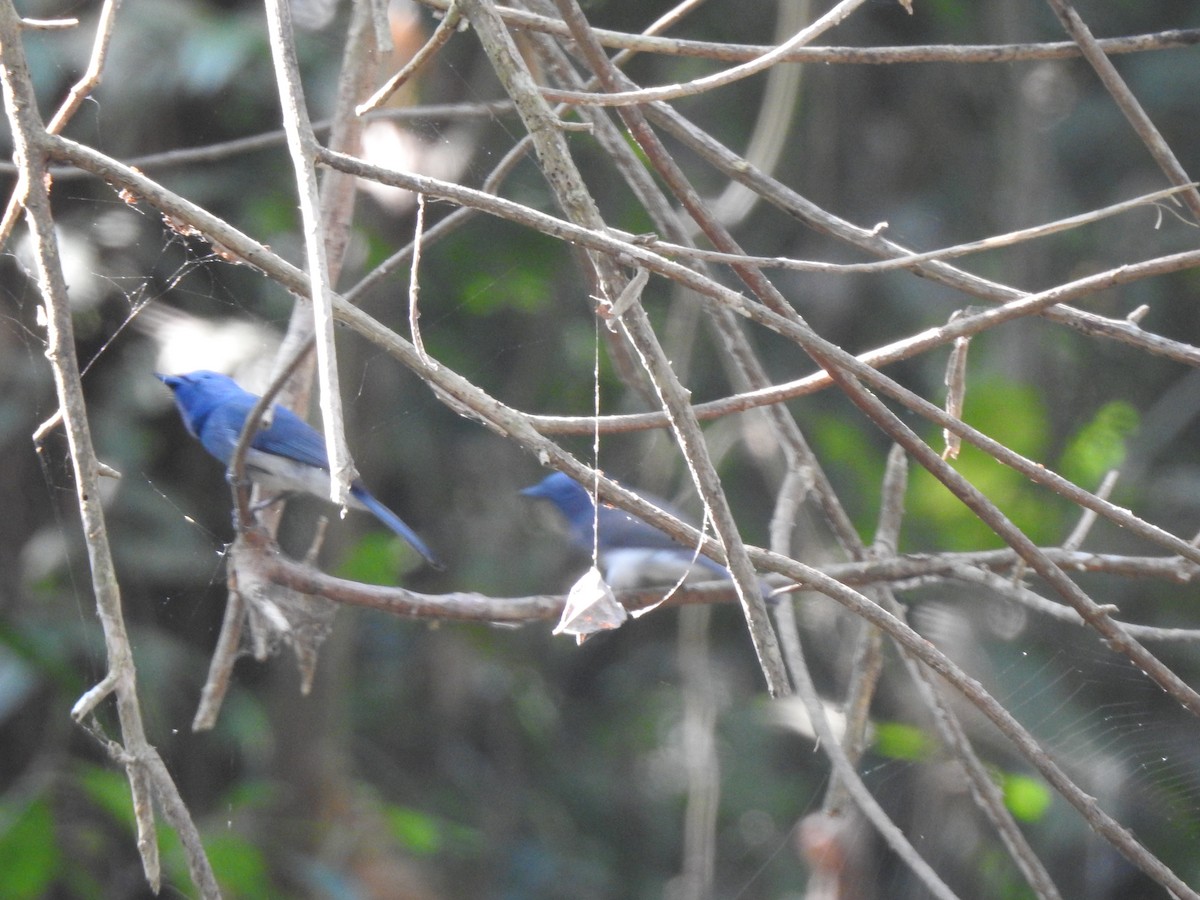 Black-naped Monarch - ML614929285